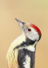 Middle woodpecker (Dendrocopos medius) portrait, wildlife, woodpeckers, nature photography,