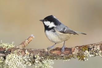 Pine tit (Periparus ater) sitting on lichen covered branch, wildlife, animals, birds, tit,