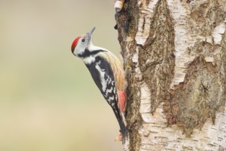 Middle woodpecker (Dendrocopos medius) on a birch tree, wildlife, woodpeckers, nature photography,