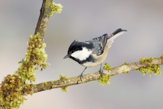 Pine tit (Periparus ater) sitting on moss-covered branch, wildlife, animals, birds, tits, light