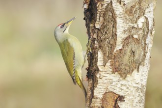Grey woodpecker (Picus canus), male on a birch tree, wildlife, woodpeckers, nature photography,