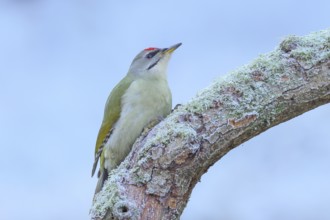 Grey woodpecker (Picus canus), male sitting on a thick branch covered with moss, winter, frost,