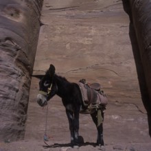 Donkey in front of the coloured rocks of Ed-Deir, Nabatean rock town Petra, Jordan