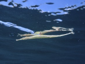 Triangular sea needle (Syngnathoides biaculeatus) is reflected on the water surface. Secret Bay