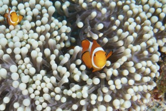 Two false clownfish (Amphiprion ocellaris) between the white tentacles of a sea anemone. Coral