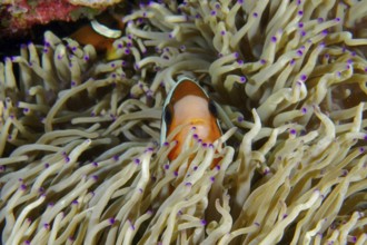 A clownfish, Clark's anemonefish (Amphiprion clarkii), is partially covered by a sea anemone with