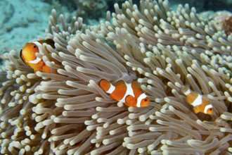 Three false clownfish (Amphiprion ocellaris) between the tentacles of a sea anemone. Coral Garden