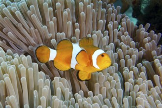 A false clownfish (Amphiprion ocellaris) swims over the tentacles of a sea anemone. Coral Garden