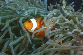 A single false clownfish (Amphiprion ocellaris) hides between the tentacles of a sea anemone. SD