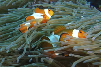 Two false clownfish (Amphiprion ocellaris) swim safely in the tentacles of a sea anemone. SD Dive