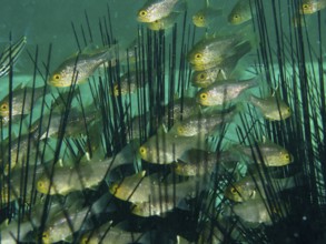 Swarm of small fish, flag-fin cardinalfish (Ostorhinchus hoevenii), swims among long spiny sea