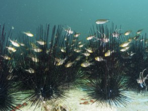 A swarm of fish, flag-fin cardinalfish (Ostorhinchus hoevenii), seeks shelter among black sea