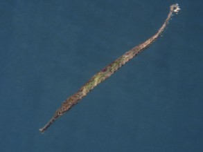 Triangular sea needle (Syngnathoides biaculeatus) swims elegantly in deep blue water. Secret Bay