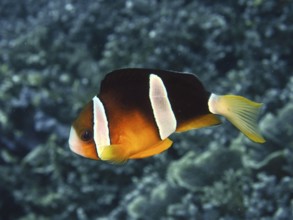 A single clownfish, Clark's anemonefish (Amphiprion clarkii), swims in the contrasting sea.