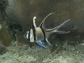 A tropical Banggai cardinalfish (Pterapogon kauderni) swims on a coral reef. Secret Bay Dive Site,