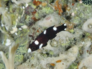 A small dark-colored fish with white spots, axillary spotted pigslipfish (Bodianus axillaris)