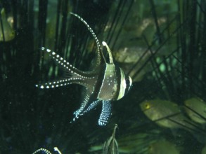 A swimming Banggai cardinalfish (Pterapogon kauderni) in a dense underwater area. Secret Bay Dive
