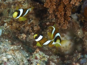 Three clownfish, Clark's anemonefish (Amphiprion clarkii) juvenile, swim vividly across a colorful