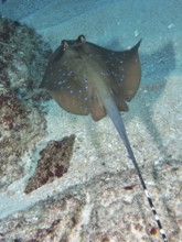 A speckled ray, blue-spotted ray (Neotrygon kuhlii), swims over sandy seabed. SD Dive Site, Nusa