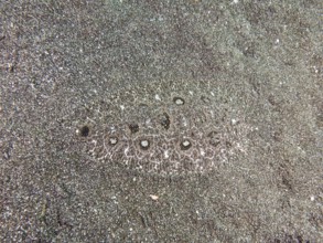 A flatfish, angler butt (Asterorhombus fijiensis), butt, is hidden in the sand and is well
