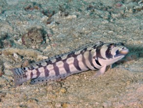 A striped sand bass, eye strip sand bass (Parapercis tetracantha) rests on the sandy seabed near