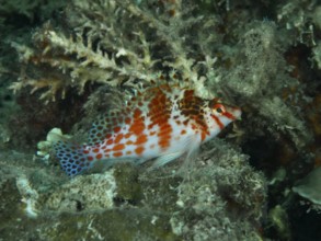 A fish with a red pattern, Falk's coral guardian (Cirrhitichthys falco), among corals. Spice Reef