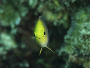 A yellow fish, Ambon demoiselle (Pomacentrus amboinensis), swims in green surroundings, close up of