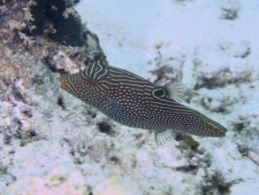 A striped fish with a camouflage pattern, eyespot pointed head pufferfish (Canthigaster solandri),