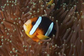 A clownfish, Clark's anemonefish (Amphiprion clarkii), hides between the tentacles of a sea anemone