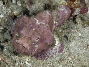 Pink humpback scorpionfish (Scorpaenopsis diabolus) on sandy soil. Pidada Dive Site, Penyapangan,