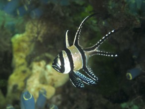 Small fish, Banggai cardinalfish (Pterapogon kauderni), swims near a coral reef. Secret Bay Dive