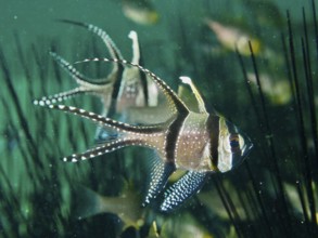 Swimming Banggai cardinalfish (Pterapogon kauderni) seeks shelter between the spines of diadem sea