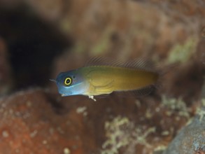 A colorful hagfish, blue-headed hagfish (Ecsenius ops) hovers over a coral reef. Spice Reef Dive