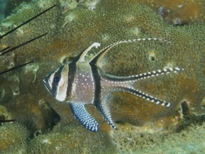 A tropical fish, Banggai cardinalfish (Pterapogon kauderni), swims in a coral reef. Secret Bay Dive