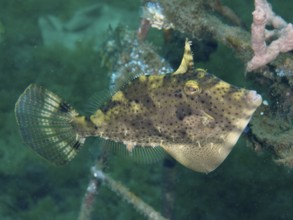 A green-brown fish with spots, seaweed filefish (Pseudomonacanthus macrurus), swims in the sea.