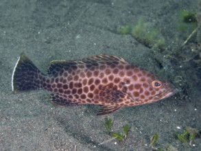 A brown fish with a spotted pattern, areolate grouper (Epinephelus areolatus), swims above the