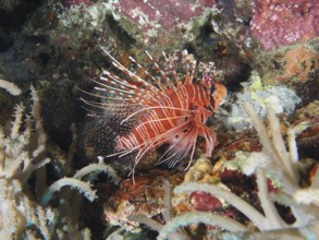 A red and white lionfish, antennal lionfish (Pterois antennata) with long fins in a coral reef.