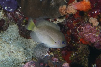 A gray fish, Ambon demoiselle (Pomacentrus amboinensis), moves near colorful corals on the reef.
