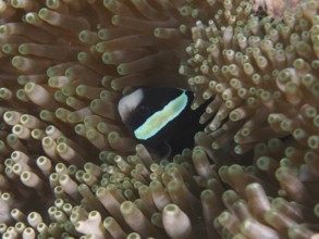 A clownfish, Clark's anemonefish (Amphiprion clarkii) melanistic, looks curiously out of a sea