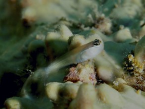 A small hagfish, banda-comb-toothed slimefish (Ecsenius bandanus), rests on corals. Sweet Reef Dive