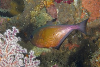 A tropical fish, axe belly fish (Pempheris adusta), moves between colorful corals. USAT Liberty