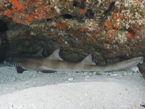 A brown-banded bamboo shark (Chiloscyllium punctatum) is resting in a sandy cave. SD Dive Site,