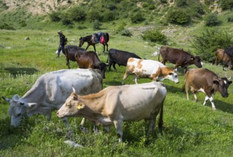 Herd of cows on a green pasture with hilly landscape in the background, Vayots Dzor province,