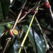 Coffee tree with coffee beans, Bali, Indonesia