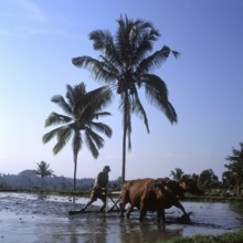 Smoothing rice paddies, Bali, Indonesia