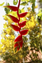 Blooming Heleconia, Lobster Shears, Bali, Indonesia