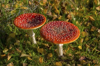 Two bright red toadstools with white spots in autumn forest, toadstool (Amanita muscaria), Hesse,