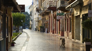 Old town of Nauplion, deserted street with morning sun and a dog in front of historic shops,