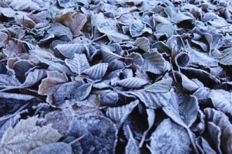 Frost has formed on the leaves lying on the ground in the cold, Wetterau, Gedern, Hesse, Germany