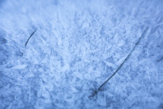 Two blades of grass stick out of the frost that has formed on the ground due to cold weather,